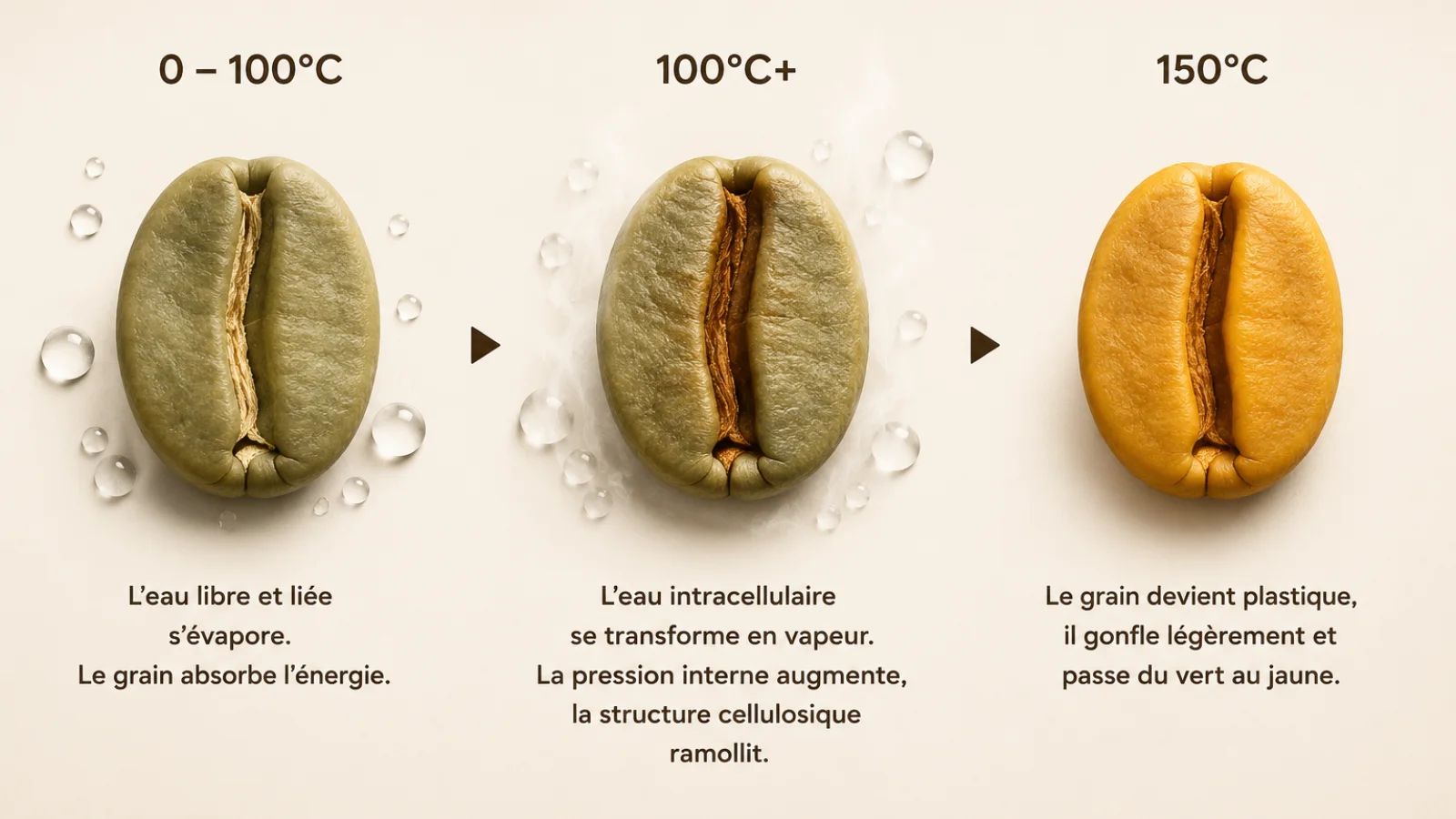Trois grains illustrant la progression du vert au jaune pendant la dessiccation