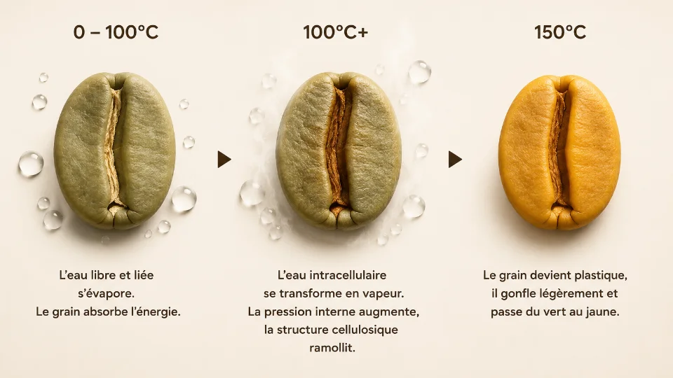 La phase de dessiccation du café, de 0 à 150 °C