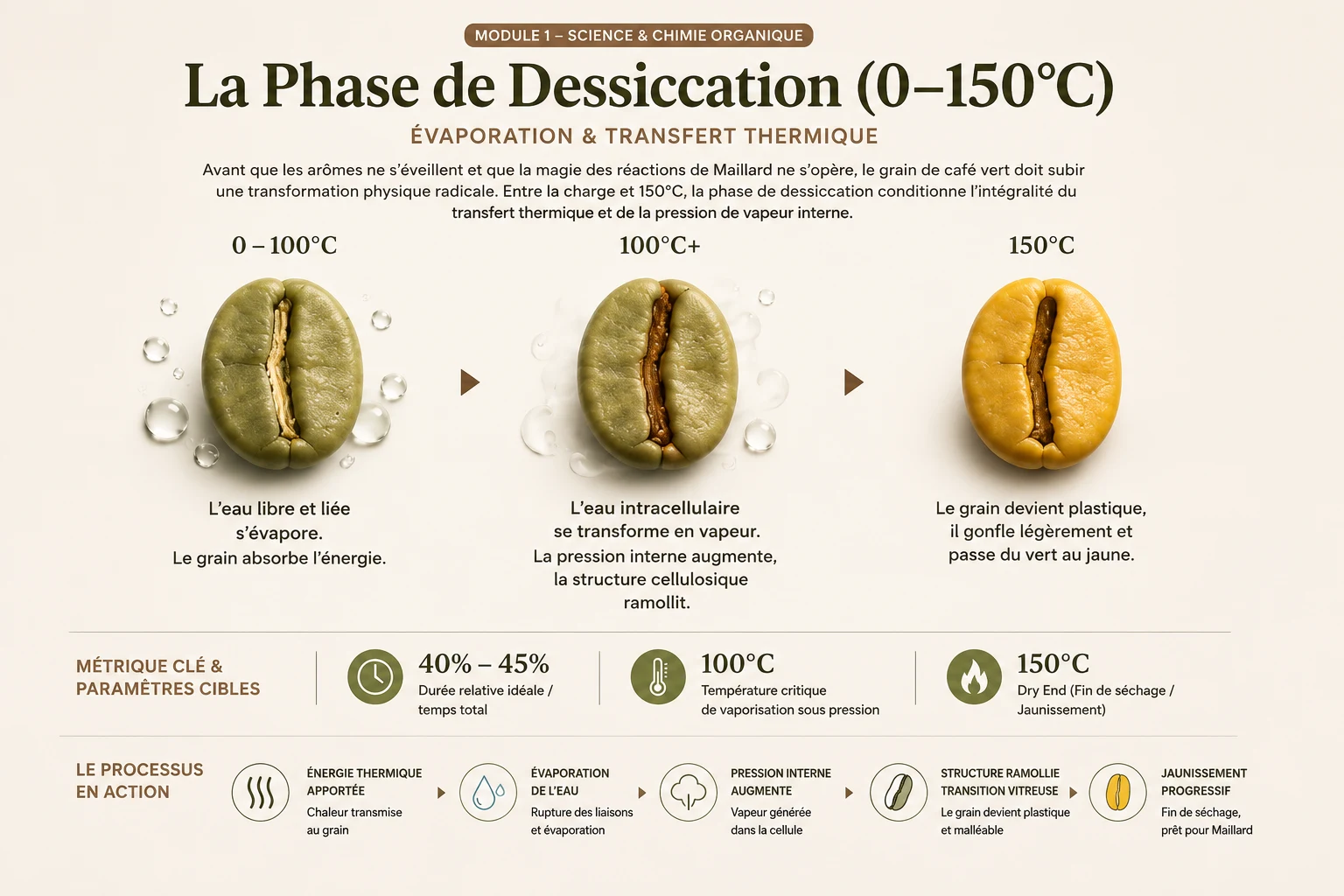 Infographie en trois étapes sur l’évaporation de l’eau et le jaunissement du grain de café