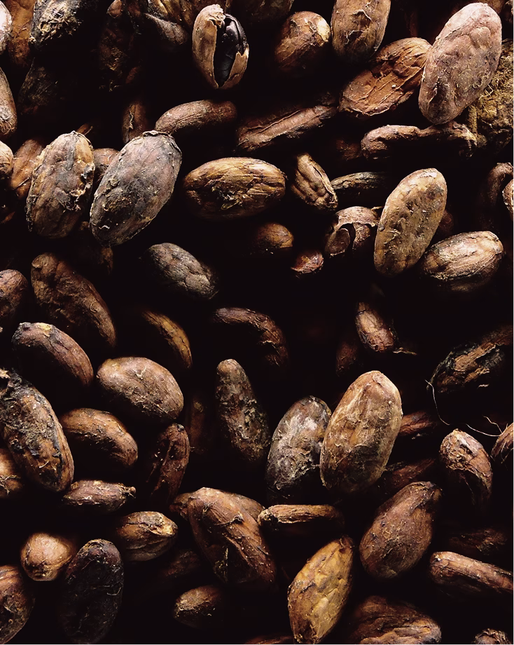 Fèves de cacao en gros plan